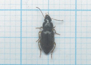  ( - Carabidae 022)  @11 [ ] CreativeCommons  Attribution Share-Alike (2021) Lucija Seric Jelaska University of Zagreb, Faculty of Science, Department of Biology