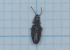  ( - Carabidae 037)  @11 [ ] CreativeCommons  Attribution Share-Alike (2021) Lucija Seric Jelaska University of Zagreb, Faculty of Science, Department of Biology