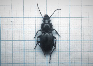  ( - Carabidae 038)  @11 [ ] CreativeCommons  Attribution Share-Alike (2021) Lucija Seric Jelaska University of Zagreb, Faculty of Science, Department of Biology