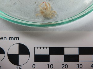  (Teleophrys tumidus - Ttu_INVCRU11373)  @11 [ ] by-nc-sa (2018) Invemar Invemar-BEM