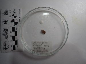  (Lophoxanthus - Lla_INVCRU11433)  @11 [ ] by-nc-sa (2018) Invemar Invemar-BEM