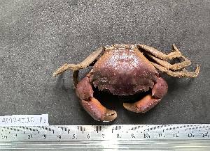  (Panopeus purpureus - Ppu_INVCRU11508)  @11 [ ] by-nc-sa (2018) Invemar Invemar-BEM