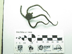  (Ophioderma hendleri - Ohe_EQU5407)  @11 [ ] by-nc-sa (2018) Invemar Invemar-BEM