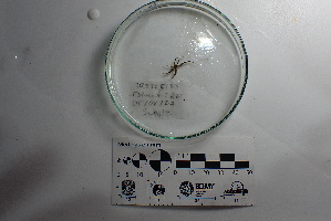  (Ophiactis savignyi - Osa_Consec.90636)  @11 [ ] by-nc-sa (2018) Invemar Invemar-BEM