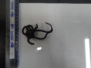  (Ophioderma teres - Ote_INVEQU4191)  @11 [ ] Unspecified (default): All Rights Reserved (2025) Invemar Invemar-BEM