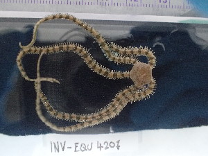  ( - Oan_INVEQU4207)  @11 [ ] Unspecified (default): All Rights Reserved (2025) Invemar Invemar-BEM