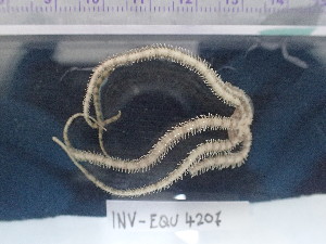  ( - Oan_INVEQU4207)  @11 [ ] Unspecified (default): All Rights Reserved (2025) Invemar Invemar-BEM