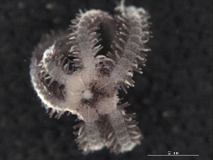  ( - Omi_INVEQU4261)  @11 [ ] Unspecified (default): All Rights Reserved (2025) Invemar Invemar-BEM