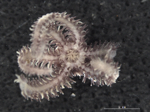  ( - Omi_INVEQU4261)  @11 [ ] Unspecified (default): All Rights Reserved (2025) Invemar Invemar-BEM