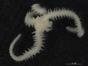  ( - Omi_INVEQU4262)  @11 [ ] Unspecified (default): All Rights Reserved (2025) Invemar Invemar-BEM