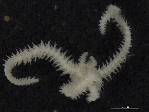  ( - Omi_INVEQU4262)  @11 [ ] Unspecified (default): All Rights Reserved (2025) Invemar Invemar-BEM