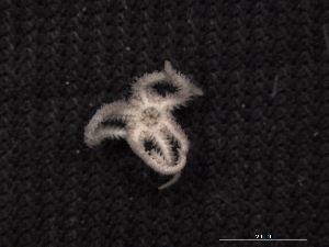  ( - Omi_INVEQU4263)  @11 [ ] Unspecified (default): All Rights Reserved (2025) Invemar Invemar-BEM