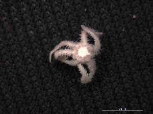  ( - Omi_INVEQU4263)  @11 [ ] Unspecified (default): All Rights Reserved (2025) Invemar Invemar-BEM