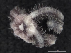  ( - Omi_INVEQU4276)  @11 [ ] Unspecified (default): All Rights Reserved (2025) Invemar Invemar-BEM