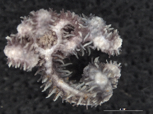  ( - Omi_INVEQU4276)  @11 [ ] Unspecified (default): All Rights Reserved (2025) Invemar Invemar-BEM