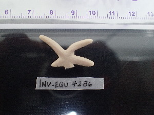  ( - Pun_INVEQU4286)  @11 [ ] Unspecified (default): All Rights Reserved (2025) Invemar Invemar-BEM