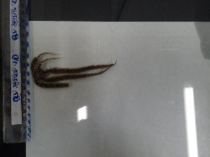  ( - Oal_INVEQU4342)  @11 [ ] Unspecified (default): All Rights Reserved (2025) Invemar Invemar-BEM