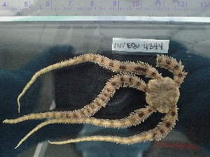  ( - Oal_INVEQU4344)  @11 [ ] Unspecified (default): All Rights Reserved (2025) Invemar Invemar-BEM