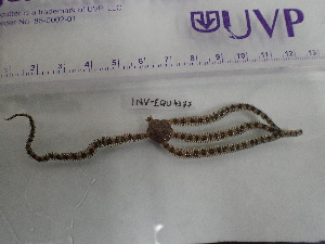  ( - Oan_INVEQU4377)  @11 [ ] Unspecified (default): All Rights Reserved (2025) Invemar Invemar-BEM