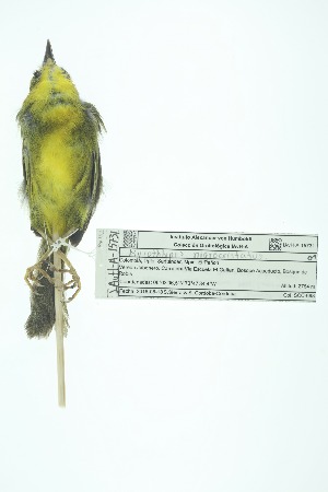  ( - 0435-I_SCC688)  @11 [ ] CreativeCommons - Attribution Non-Commercial Share-Alike (2017) Instituto de Investigacion Alexander von Humboldt (IAvH) Instituto de Investigacion Alexander von Humboldt (IAvH)
