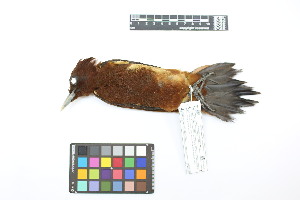  (Celeus elegans - 0247-III_AMC1483)  @11 [ ] CreativeCommons - Attribution Non-Commercial Share-Alike (2018) Instituto de Investigacion Alexander von Humboldt (IAvH) Instituto de Investigacion Alexander von Humboldt (IAvH)
