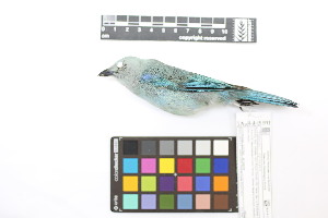  ( - 0566-III_AMC1553)  @11 [ ] CreativeCommons - Attribution Non-Commercial Share-Alike (2018) Instituto de Investigacion Alexander von Humboldt (IAvH) Instituto de Investigacion Alexander von Humboldt (IAvH)