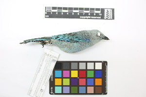  ( - 0566-III_AMC1553)  @11 [ ] CreativeCommons - Attribution Non-Commercial Share-Alike (2018) Instituto de Investigacion Alexander von Humboldt (IAvH) Instituto de Investigacion Alexander von Humboldt (IAvH)