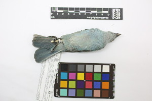  ( - 0566-III_AMC1553)  @11 [ ] CreativeCommons - Attribution Non-Commercial Share-Alike (2018) Instituto de Investigacion Alexander von Humboldt (IAvH) Instituto de Investigacion Alexander von Humboldt (IAvH)