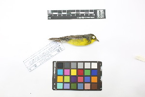  ( - 0808-IV_IAvH-A-16257)  @11 [ ] CreativeCommons - Attribution Non-Commercial Share-Alike (2018) Instituto de Investigacion Alexander von Humboldt (IAvH) Instituto de Investigacion Alexander von Humboldt (IAvH)
