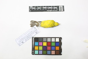  ( - 0808-IV_IAvH-A-16257)  @11 [ ] CreativeCommons - Attribution Non-Commercial Share-Alike (2018) Instituto de Investigacion Alexander von Humboldt (IAvH) Instituto de Investigacion Alexander von Humboldt (IAvH)