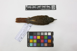  ( - 0817-IV_IAvH-A-16266)  @11 [ ] CreativeCommons - Attribution Non-Commercial Share-Alike (2018) Instituto de Investigacion Alexander von Humboldt (IAvH) Instituto de Investigacion Alexander von Humboldt (IAvH)