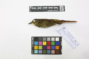  ( - 0817-IV_IAvH-A-16266)  @11 [ ] CreativeCommons - Attribution Non-Commercial Share-Alike (2018) Instituto de Investigacion Alexander von Humboldt (IAvH) Instituto de Investigacion Alexander von Humboldt (IAvH)