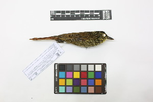 ( - 0817-IV_IAvH-A-16266)  @11 [ ] CreativeCommons - Attribution Non-Commercial Share-Alike (2018) Instituto de Investigacion Alexander von Humboldt (IAvH) Instituto de Investigacion Alexander von Humboldt (IAvH)