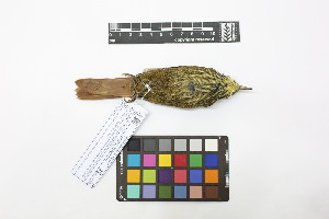  ( - 0817-IV_IAvH-A-16266)  @11 [ ] CreativeCommons - Attribution Non-Commercial Share-Alike (2018) Instituto de Investigacion Alexander von Humboldt (IAvH) Instituto de Investigacion Alexander von Humboldt (IAvH)