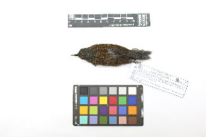  ( - 0818-IV_IAvH-A-16267)  @11 [ ] CreativeCommons - Attribution Non-Commercial Share-Alike (2018) Instituto de Investigacion Alexander von Humboldt (IAvH) Instituto de Investigacion Alexander von Humboldt (IAvH)