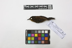  ( - 0818-IV_IAvH-A-16267)  @11 [ ] CreativeCommons - Attribution Non-Commercial Share-Alike (2018) Instituto de Investigacion Alexander von Humboldt (IAvH) Instituto de Investigacion Alexander von Humboldt (IAvH)