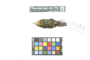  ( - 0818-IV_IAvH-A-16267)  @11 [ ] CreativeCommons - Attribution Non-Commercial Share-Alike (2018) Instituto de Investigacion Alexander von Humboldt (IAvH) Instituto de Investigacion Alexander von Humboldt (IAvH)