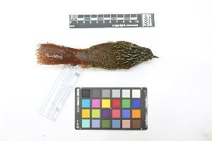  ( - 0838-IV_IAvH-A-16288)  @11 [ ] CreativeCommons - Attribution Non-Commercial Share-Alike (2018) Instituto de Investigacion Alexander von Humboldt (IAvH) Instituto de Investigacion Alexander von Humboldt (IAvH)