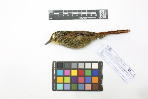  ( - 0838-IV_IAvH-A-16288)  @11 [ ] CreativeCommons - Attribution Non-Commercial Share-Alike (2018) Instituto de Investigacion Alexander von Humboldt (IAvH) Instituto de Investigacion Alexander von Humboldt (IAvH)