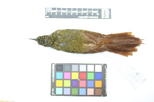  ( - 1026-IV_CAP49)  @11 [ ] CreativeCommons - Attribution Non-Commercial Share-Alike (2018) Instituto de Investigacion Alexander von Humboldt (IAvH) Instituto de Investigacion Alexander von Humboldt (IAvH)