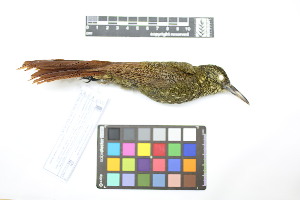  ( - 1026-IV_CAP49)  @11 [ ] CreativeCommons - Attribution Non-Commercial Share-Alike (2018) Instituto de Investigacion Alexander von Humboldt (IAvH) Instituto de Investigacion Alexander von Humboldt (IAvH)