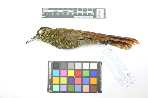  ( - 1026-IV_CAP49)  @11 [ ] CreativeCommons - Attribution Non-Commercial Share-Alike (2018) Instituto de Investigacion Alexander von Humboldt (IAvH) Instituto de Investigacion Alexander von Humboldt (IAvH)