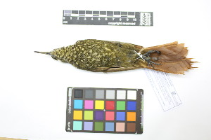  ( - 1026-IV_CAP49)  @11 [ ] CreativeCommons - Attribution Non-Commercial Share-Alike (2018) Instituto de Investigacion Alexander von Humboldt (IAvH) Instituto de Investigacion Alexander von Humboldt (IAvH)