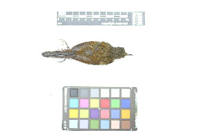  ( - 1028-IV_CAP51)  @11 [ ] CreativeCommons - Attribution Non-Commercial Share-Alike (2018) Instituto de Investigacion Alexander von Humboldt (IAvH) Instituto de Investigacion Alexander von Humboldt (IAvH)