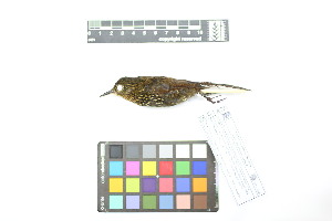  ( - 1028-IV_CAP51)  @11 [ ] CreativeCommons - Attribution Non-Commercial Share-Alike (2018) Instituto de Investigacion Alexander von Humboldt (IAvH) Instituto de Investigacion Alexander von Humboldt (IAvH)