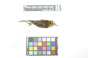  ( - 1028-IV_CAP51)  @11 [ ] CreativeCommons - Attribution Non-Commercial Share-Alike (2018) Instituto de Investigacion Alexander von Humboldt (IAvH) Instituto de Investigacion Alexander von Humboldt (IAvH)