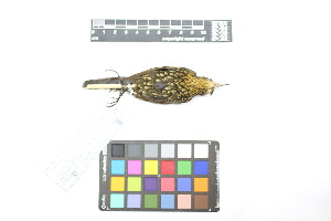  ( - 1028-IV_CAP51)  @11 [ ] CreativeCommons - Attribution Non-Commercial Share-Alike (2018) Instituto de Investigacion Alexander von Humboldt (IAvH) Instituto de Investigacion Alexander von Humboldt (IAvH)
