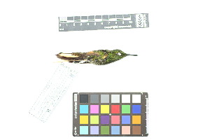  ( - 1030-IV_CAP53)  @11 [ ] CreativeCommons - Attribution Non-Commercial Share-Alike (2018) Instituto de Investigacion Alexander von Humboldt (IAvH) Instituto de Investigacion Alexander von Humboldt (IAvH)