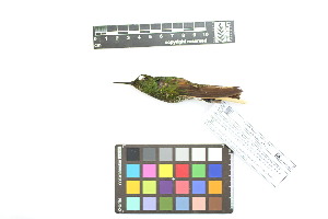  ( - 1030-IV_CAP53)  @11 [ ] CreativeCommons - Attribution Non-Commercial Share-Alike (2018) Instituto de Investigacion Alexander von Humboldt (IAvH) Instituto de Investigacion Alexander von Humboldt (IAvH)