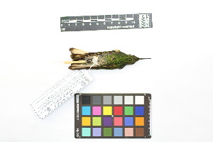  ( - 1030-IV_CAP53)  @11 [ ] CreativeCommons - Attribution Non-Commercial Share-Alike (2018) Instituto de Investigacion Alexander von Humboldt (IAvH) Instituto de Investigacion Alexander von Humboldt (IAvH)